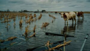 यमुना और हिंडन की बाढ़ में अभी भी डूबे दर्जनों गांव, गन्ना में बीमारी लग रही.. गेहूं बुवाई में देरी की चिंता