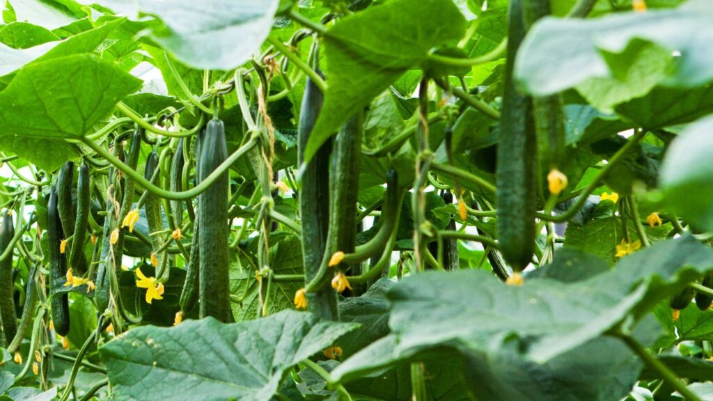 मिट्टी में पर्याप्त पोषक तत्व जैसे नाइट्रोजन, पोटेशियम और फॉस्फोरस की कमी पत्तियों पर भूरे धब्बों के रूप में दिखाई देती है. पौधों की बढ़वार और उत्पादन पर भी इसका नकारात्मक असर होता है.