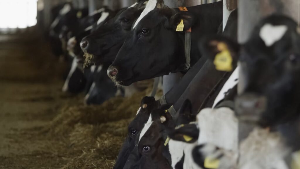 Pashu Palan: यूरिया ट्रीटेड भूसे में मिनरल मिक्सचर और नमक मिलाने से यह संतुलित डाइट बनती है, जिससे पशुओं की रोग-प्रतिरोधक क्षमता और दूध उत्पादन में सुधार होता है. Pashu Palan: यूरिया ट्रीटेड भूसे में मिनरल मिक्सचर और नमक मिलाने से यह संतुलित डाइट बनती है, जिससे पशुओं की रोग-प्रतिरोधक क्षमता और दूध उत्पादन में सुधार होता है.