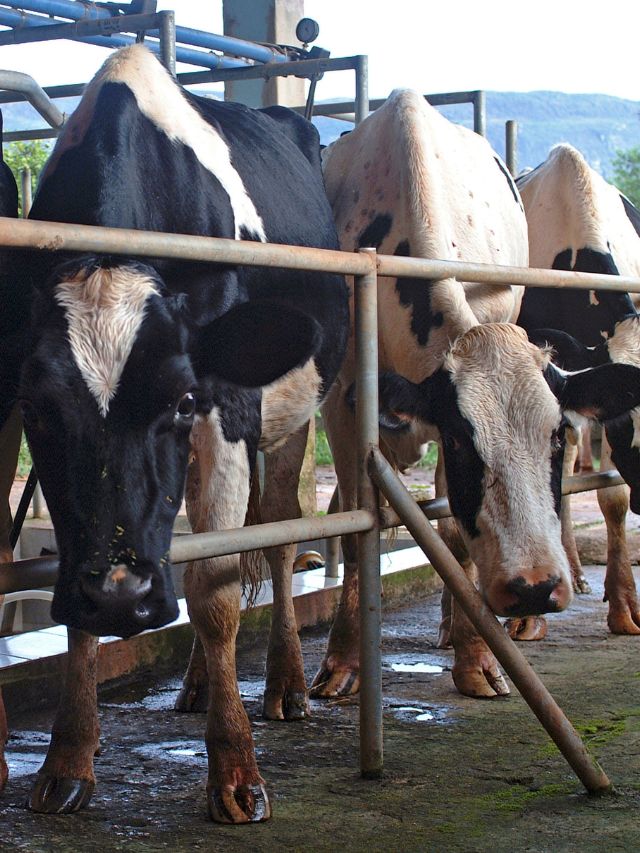 ठंड में ऐसे बचाएं गाय-बैल, नहीं तो घट जाएगा दूध!