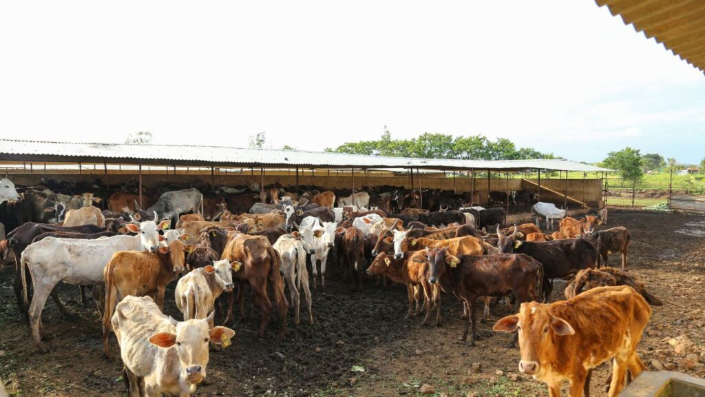 पेट के कीड़ों से प्रभावित पशुओं की त्वचा खुरदुरी और रूखी हो जाती है. बाल बेजान और झुर्रियों वाली दिखाई देते हैं. इन संकेतों को पहचानना जरूरी है, वरना संक्रमण गंभीर रूप ले सकता है और पशु की सेहत पर गंभीर असर डाल सकता है.