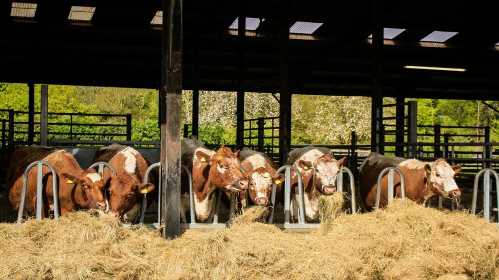 Animal Husbandry Tips: भूसे में मोलास (गुड़ का घोल) मिलाने से चारे का स्वाद और ऊर्जा बढ़ती है, जिससे पशु इसे शौक से खाते हैं और उनकी पाचन क्षमता भी बेहतर होती है. Animal Husbandry Tips: भूसे में मोलास (गुड़ का घोल) मिलाने से चारे का स्वाद और ऊर्जा बढ़ती है, जिससे पशु इसे शौक से खाते हैं और उनकी पाचन क्षमता भी बेहतर होती है.