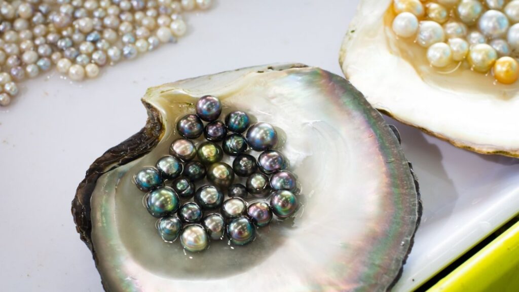 Pearl Farming