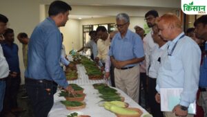 सब्जी की खेती करने वाले किसानों की बढ़ेगी कमाई, AI आधारित प्रजनन पर काम कर रहा है IIVR