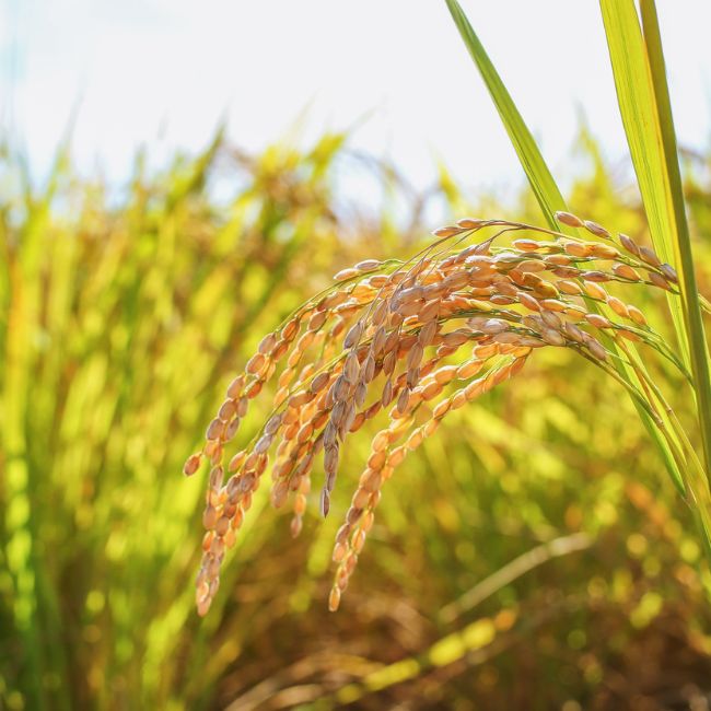 Paddy Farming