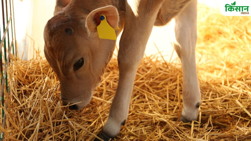 Bihar Animal Husbandry