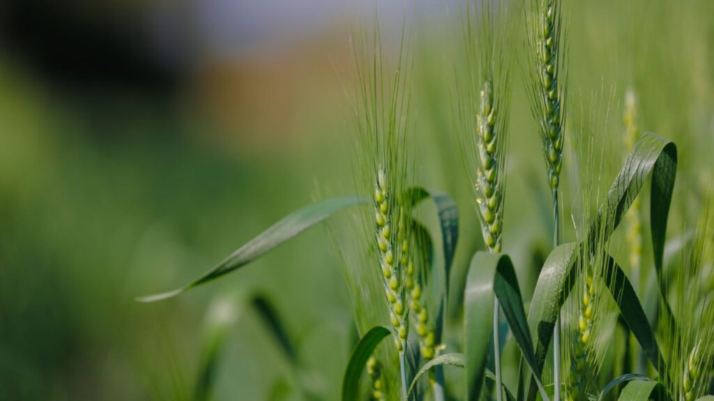 Digital Farming Kya Hai: डेटा एनालिसिस टूल्स की मदद से फसल को पानी, खाद और कीटनाशक की सही मात्रा मिलती है. इसका सीधा फायदा यह होता है कि उत्पादन बढ़ता है और फसल की गुणवत्ता भी बेहतर होती है. साथ ही इससे फसल की सेहत और मिट्टी की गुणवत्ता का सही आंकलन होता है.