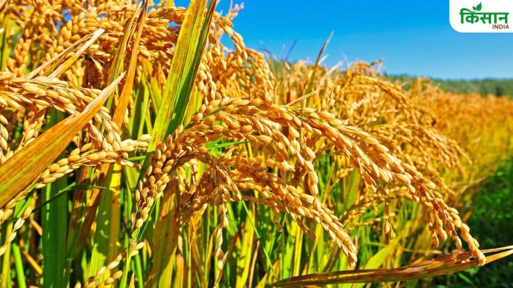 Paddy Farming