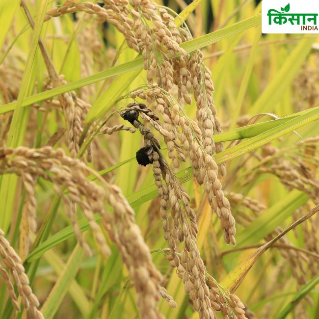 Rice Production
