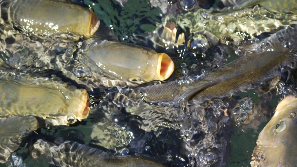 Fish Farming