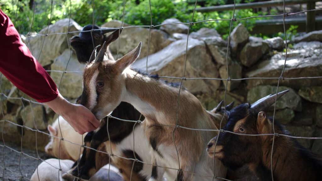 नीम, अमरुद और मोरिंगा (सहजन) की पत्तियां बरसात में बकरियों के लिए बेहतरीन विकल्प हैं. ये पौष्टिक होने के साथ-साथ सुरक्षित भी रहती हैं.