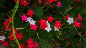 Gardening Tips: लाल, गुलाबी रंग के ये फूल आपके घर को बना देंगे खूबसूरत, बीमारियां भी रहेंगी दूर