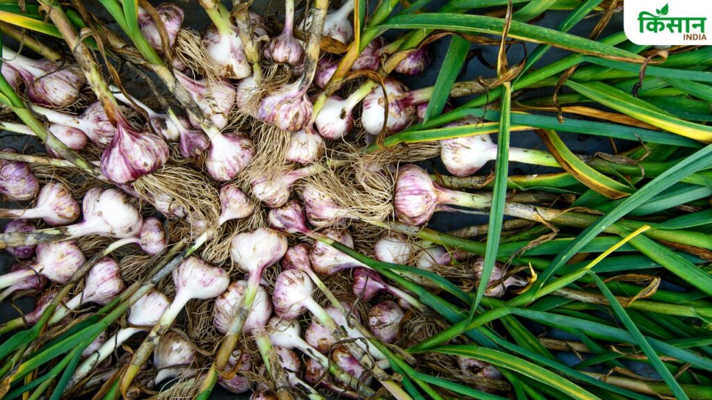 Garlic Farming in October: Step-by-Step Guide for High Yield and Profitable Harvest