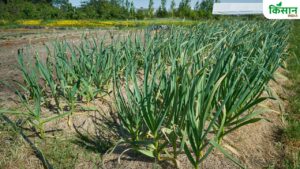 Farming Tips: सितंबर में करें लहसुन की खेती, मिट्टी चुनाव से लेकर सिंचाई तक जानें पूरा गणित