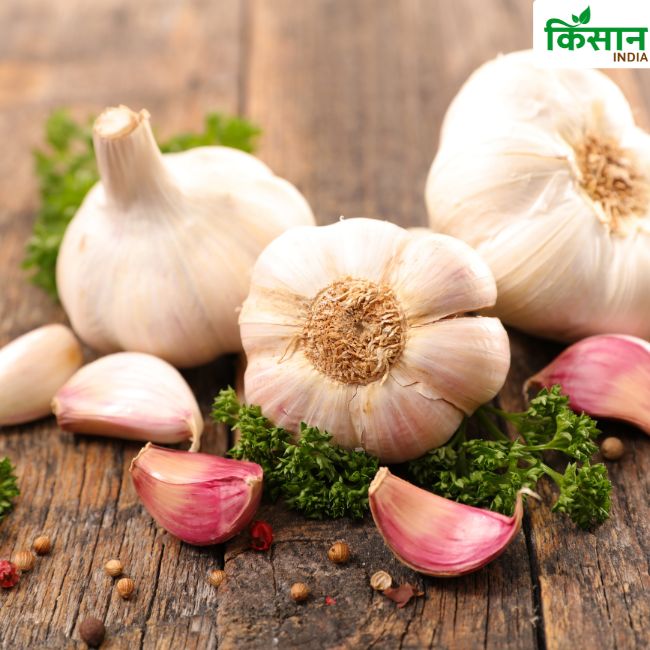 Garlic Farming