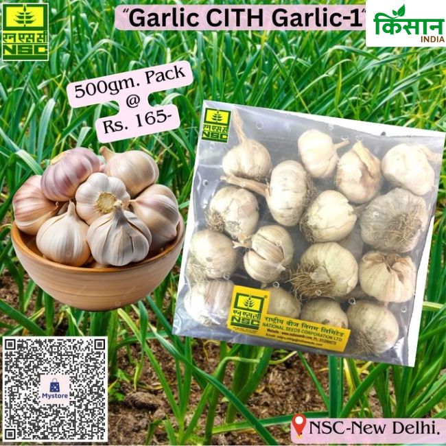 National Seed Corporation