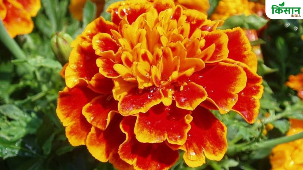 Marigold Flower Farming