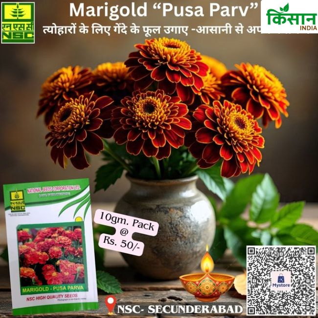 National Seed Corporation