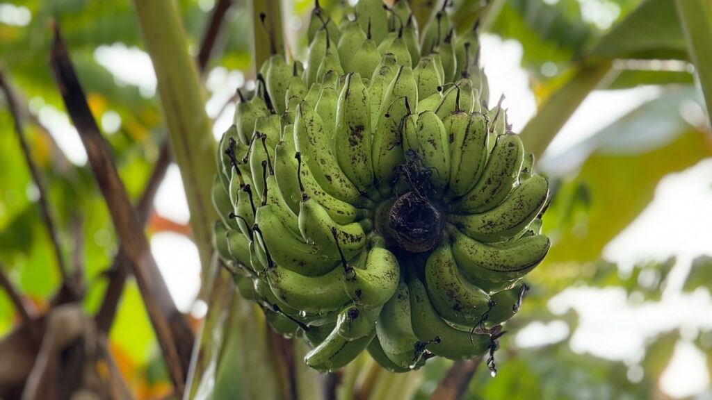 वसंत या शुरुआती गर्मी (20°C से ऊपर) में केले का पौधा लगाना सबसे अच्छा होता है. इस समय पौधा अच्छी तरह जड़ें जमा लेता है और तेजी से बढ़ता है.