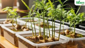 अब मिट्टी और गमले का झंझट खत्म..पानी में आसानी से उगाएं अदरक, फॉलो करें ये सिंपल टिप्स