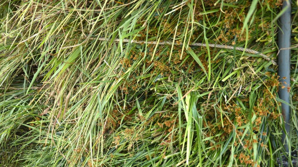 नीम, अमरुद और मोरिंगा की पत्तियां न सिर्फ बीमारियों से बचाती हैं, बल्कि बकरियों की ग्रोथ को भी प्रभावित नहीं होने देतीं और उन्हें स्वस्थ बनाए रखती हैं.