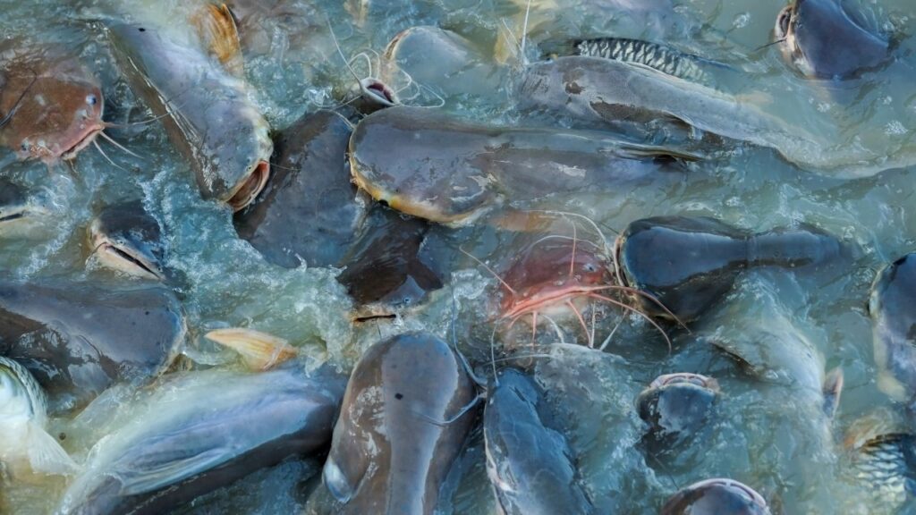 Fish Farming