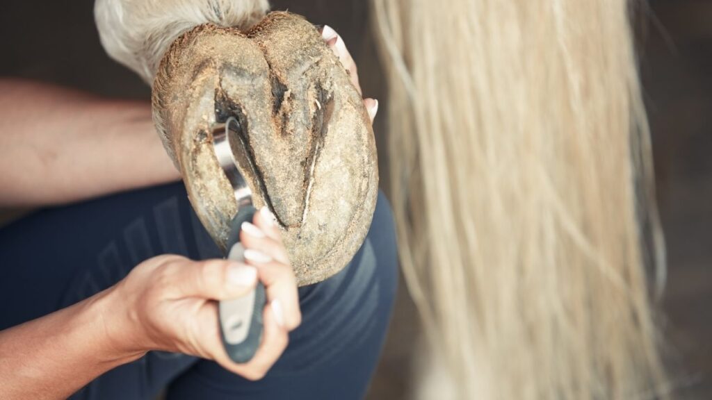 Livestock Hoof Care