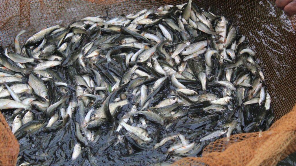 Fish Farming