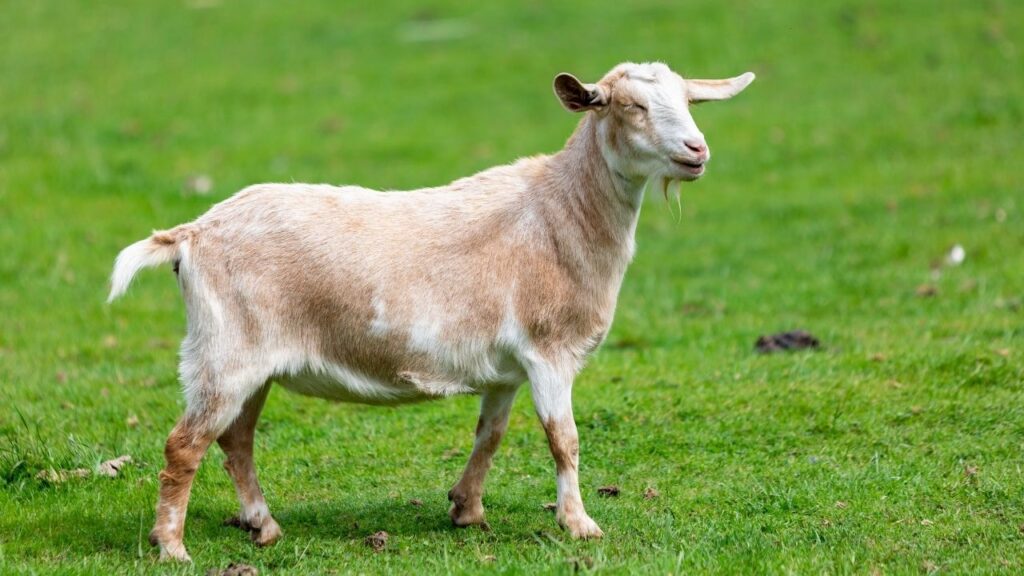Jamnapari Goat
