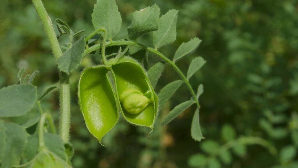 Farmers Alert! Follow These Steps Before Gram Sowing to Double Your Yield This Rabi Season