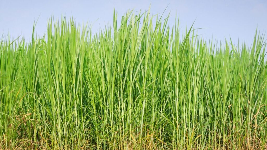 Green Fodder