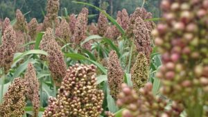 गेहूं के साथ श्रीअन्न फसलें उगाएं किसान.. बंपर उत्पादन के साथ दोगुनी हो जाएगी कमाई, कृषि वैज्ञानिकों ने बताया तरीका