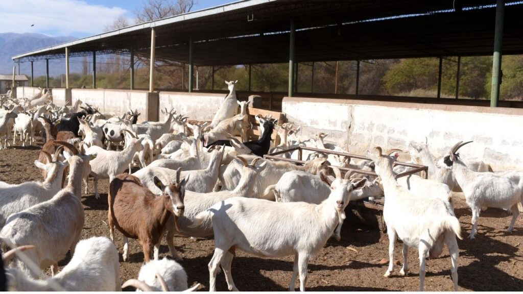 Goat Farming