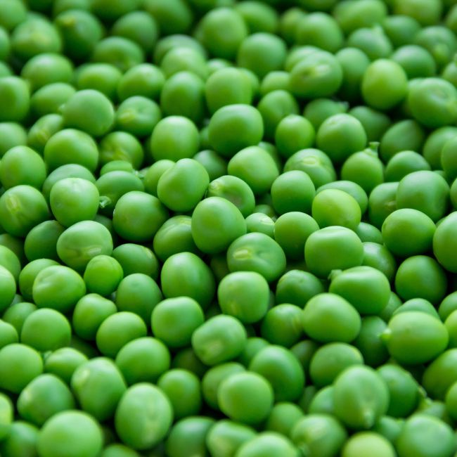Early Variety of Pea
