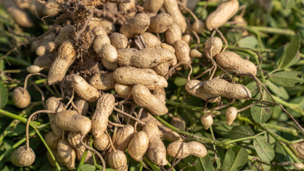 Groundnut procurement