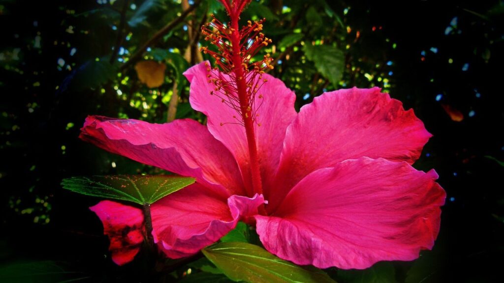 गुड़हल के पौधे की जड़ें तेजी से फैलती हैं और उन्हें बढ़ने के लिए पर्याप्त जगह की जरूरत होती है. अगर गमला छोटा होगा, तो पौधा कमजोर रह जाएगा और फूल भी कम खिलेंगे. इसलिए कम से कम 12-14 इंच गहरा और चौड़ा गमला चुनें.