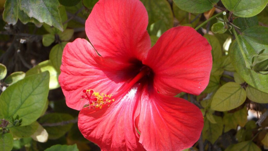 गुड़हल के पौधे को रोजाना 4-6 घंटे की धूप चाहिए. अगर पौधा धूप में नहीं रहेगा तो उसमें फूल बहुत कम खिलेंगे. इसलिए गमले को हमेशा खुले स्थान पर रखें जहाँ सीधी धूप आती हो. पर्याप्त रोशनी पौधे की ग्रोथ तेज करती है और उसे हरा-भरा बनाए रखती है.