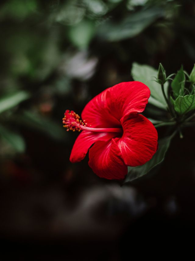 गुड़हल के पौधे पर नहीं आ रहे फूल, आजमाएं ये देसी जुगाड़!