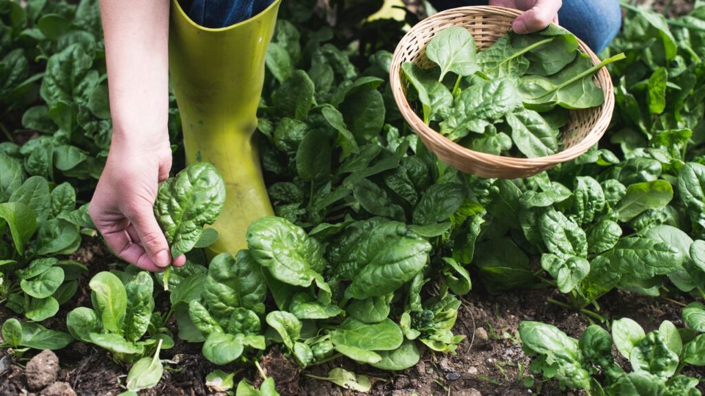 बीज आपके गार्डन की सफलता की नींव होते हैं. हमेशा ताजे और गुणवत्तापूर्ण बीज का चुनाव करें. अच्छे बीज जल्दी अंकुरित होते हैं और पौधों में मजबूत जड़ें बनती हैं, जिससे सब्जियां और फूल भी अच्छे निकलते हैं.