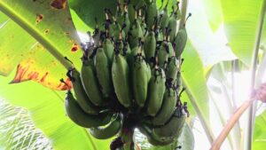 केले के कीमत में भारी गिरावट, 7 रुपये किलो हुआ रेट.. बाग में पनामा वायरस फैलने से किसानों को नुकसान