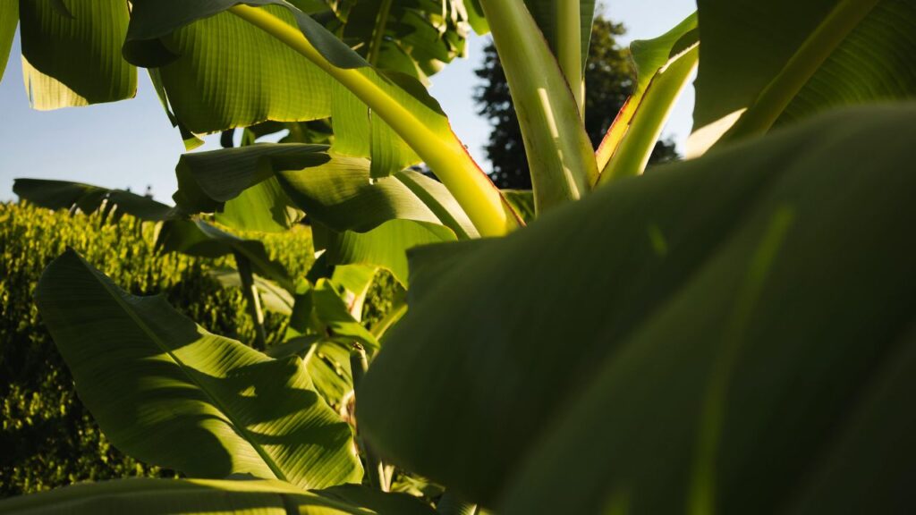 इसके लिए सबसे पहले बड़े गमले या गड्ढे में अच्छी जल निकासी वाली मिट्टी डालें और पौधा लगाएं. नियमित पानी देने से पौधा जल्दी बढ़ेगा और मजबूत जड़ें विकसित होंगी.