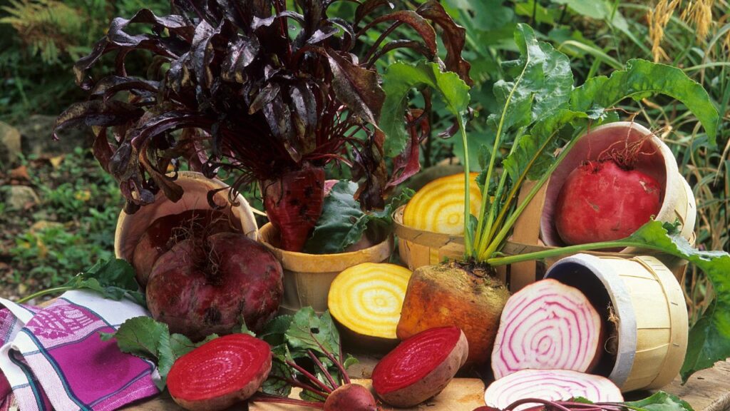 मिट्टी को हमेशा हल्का नम रखें, लेकिन पानी ज्यादा न दें वरना जड़ें सड़ सकती हैं. रोजाना 5-6 घंटे की धूप चुकंदर के लिए बेहद जरूरी है.