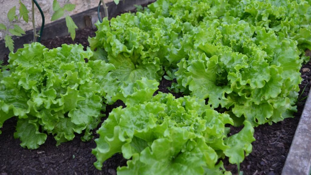 लेट्यूस में विटामिन-के और विटामिन-ए भरपूर मात्रा में होते हैं, जो हड्डियों को मजबूत बनाते हैं, आंखों की रोशनी बढ़ाते हैं और शरीर की रोग प्रतिरोधक क्षमता (Immunity) को भी मजबूत करते हैं.