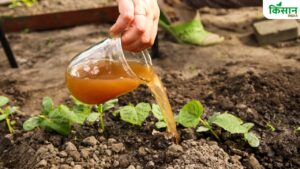 प्राकृतिक खेती में जीवामृत बना किसानों का साथी, उत्तराखंड कृषि विभाग ने बताई तैयार करने की विधि