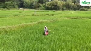 अफीम की खेती छोड़ पारंपरकि फसलों की तरफ लौटे किसान, झारखंड की ग्राम पंचायत बनी मिसाल