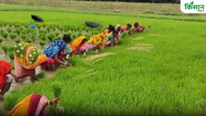 श्रीविधि तकनीक से फसल की क्वालिटी सुधरी, किसानों को उपज की ज्यादा मिल रही कीमत