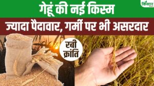 Wheat Variety: गर्मी में भी दे जबरदस्त पैदावार, गेहूं की नई क्रांतिकारी किस्म