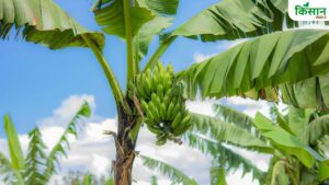 लखीमपुर के केले की दिल्ली से हरियाणा तक भारी डिमांड, खेती से किसानों को हो रहा लाखों का फायदा