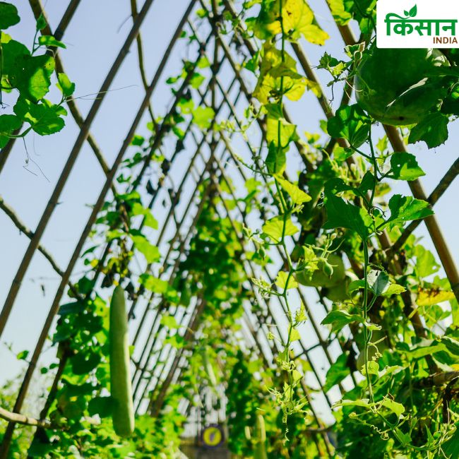 Bottle Gourd Farming