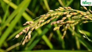 धान के खेत में तेजी से पांव पसार रहा ये खतरनाक रोग, समय रहते करें कंट्रोल ..नहीं तो चौपट हो जाएगी फसल